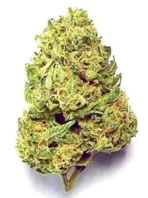 Indica Marijuana Strains Europe